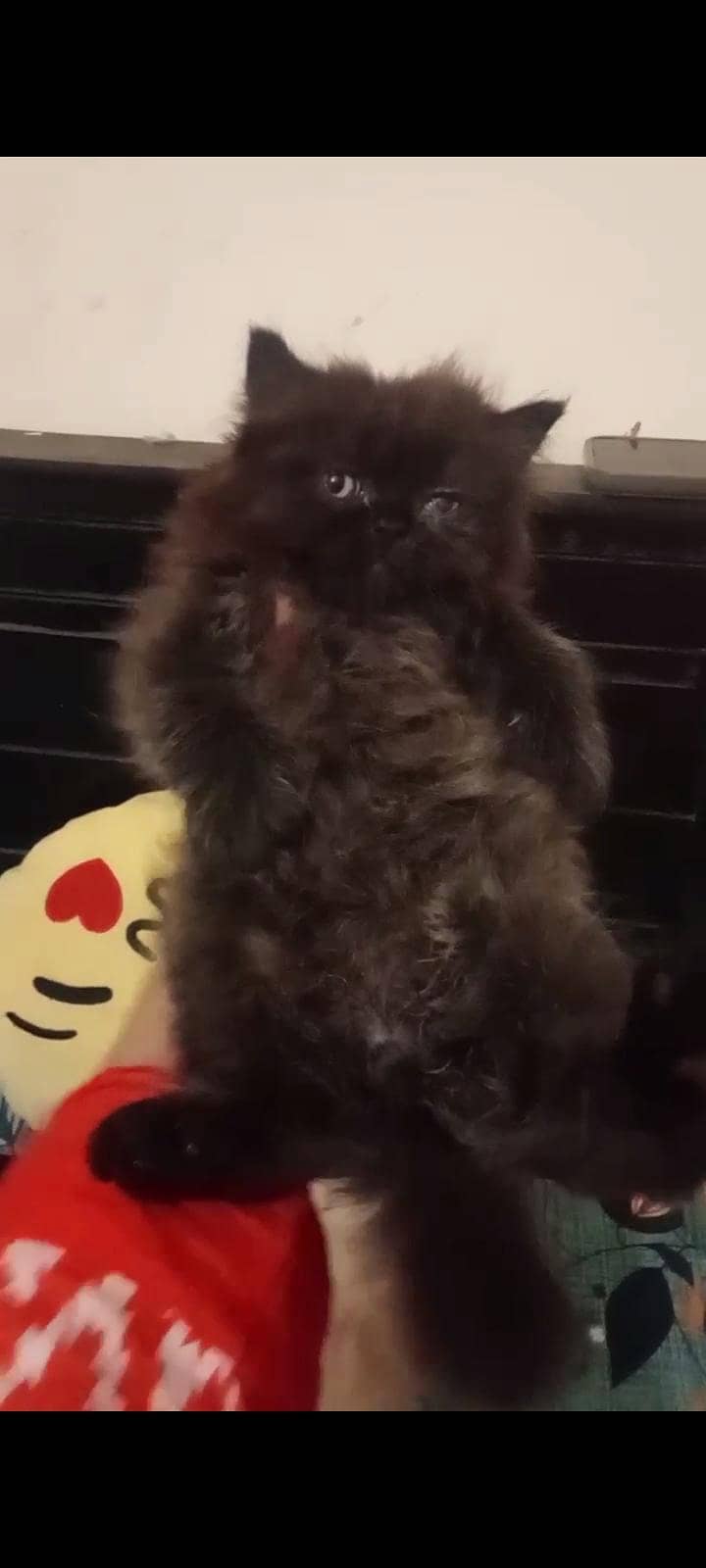 Persion kittenz 7