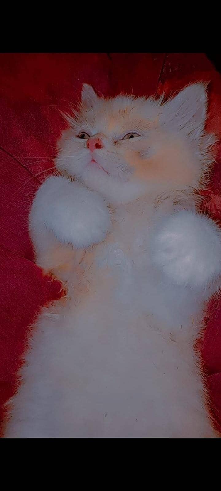 Persion kittenz 11
