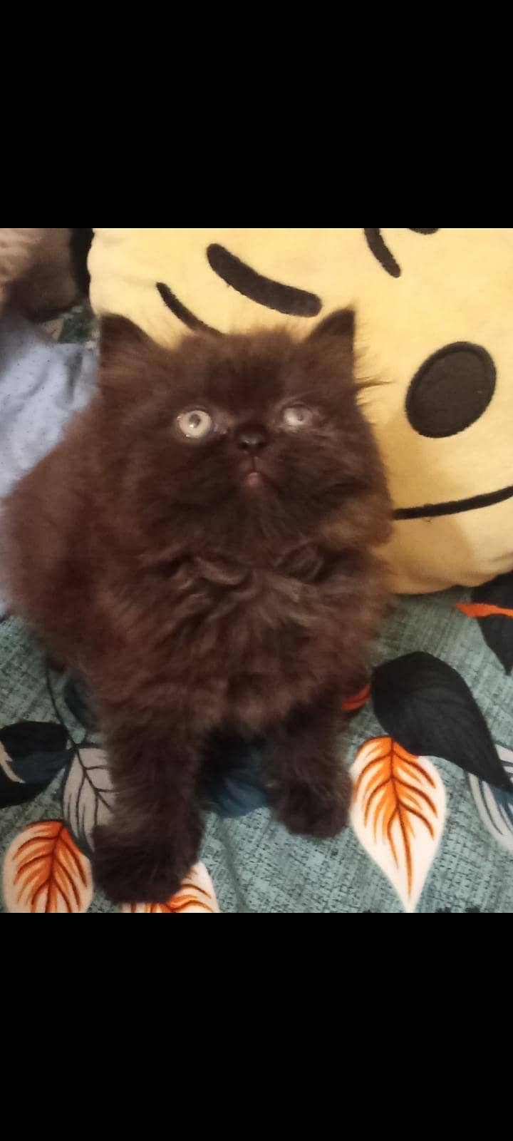 Persion kittenz 12