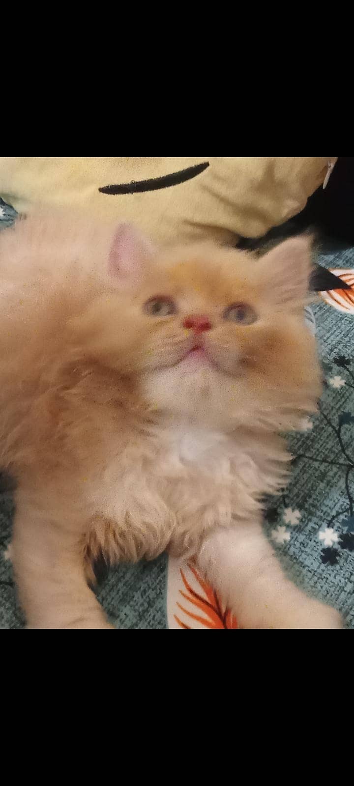 Persion kittenz 13