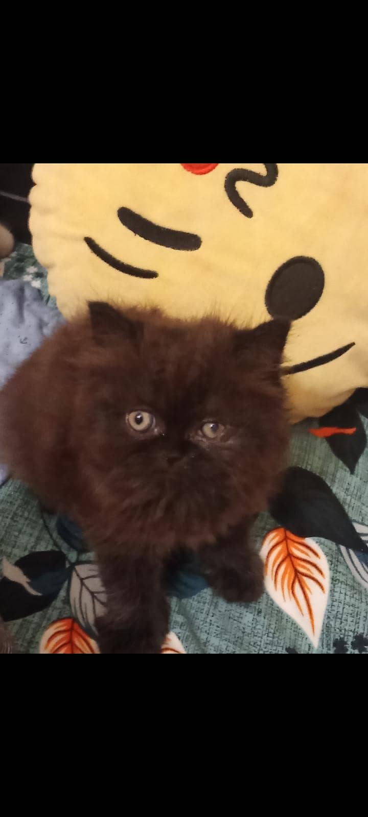 Persion kittenz 14