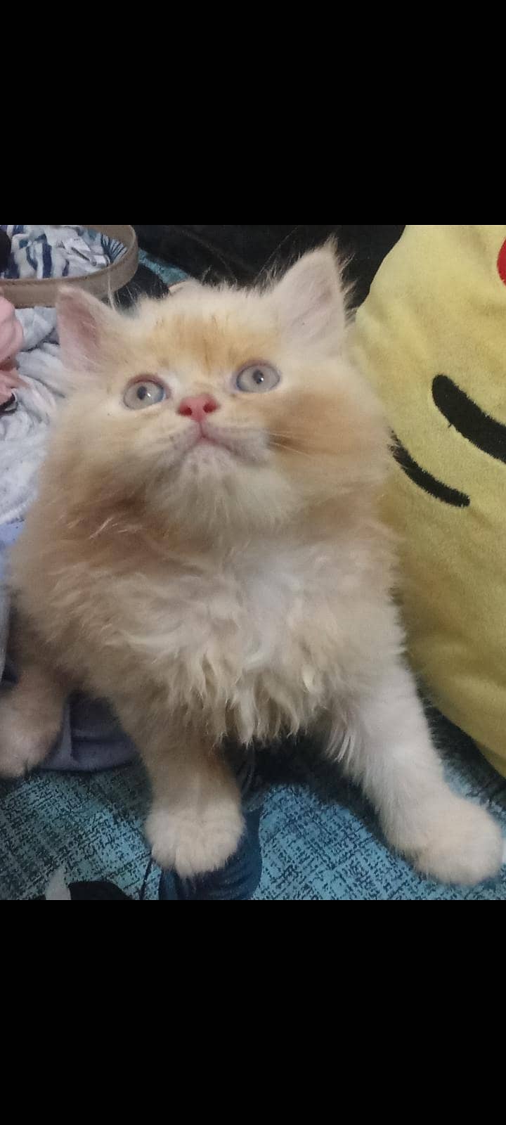 Persion kittenz 15