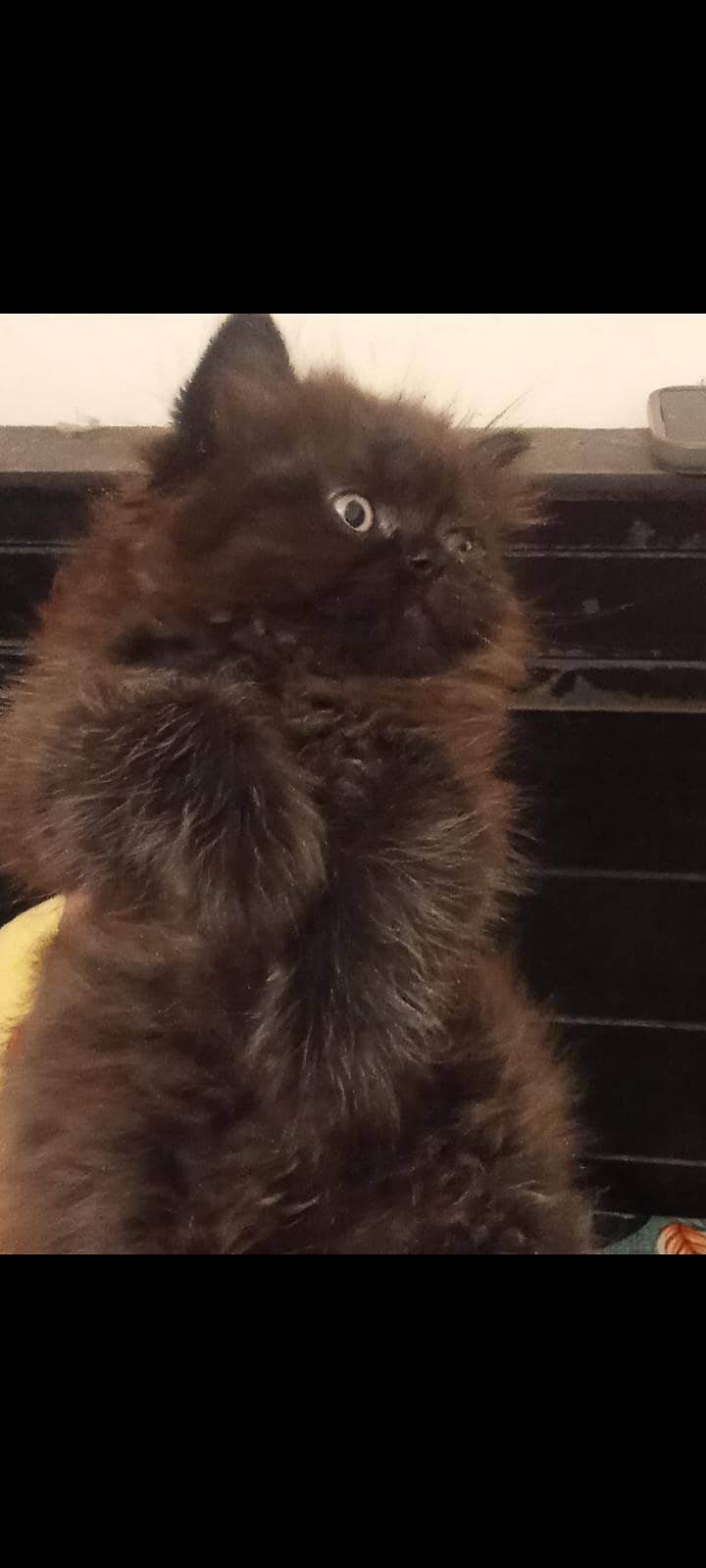 Persion kittenz 16