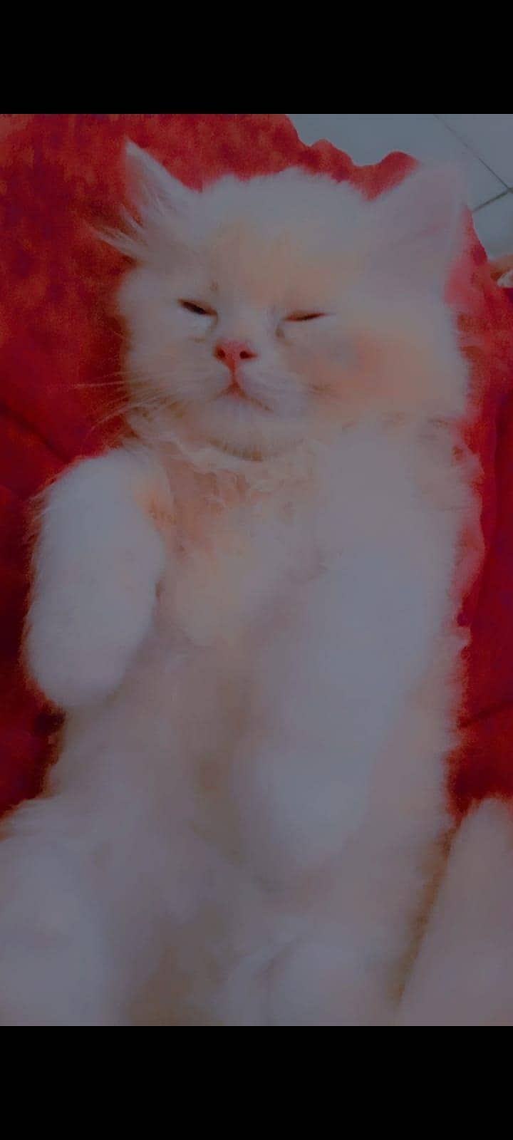 Persion kittenz 17