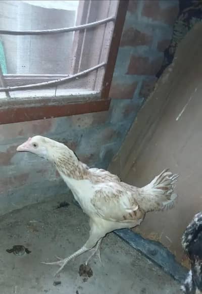 aseel mianwali healthy female crok h