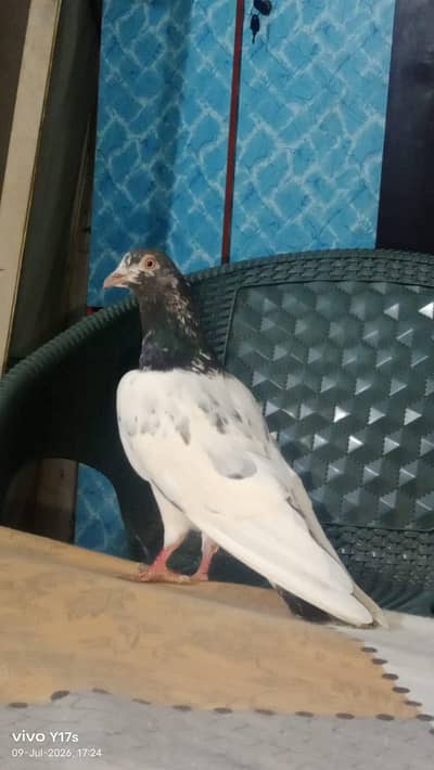 pigeon for sale