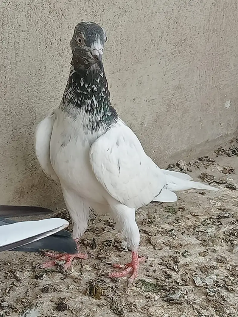 pigeon for sale — photo 2