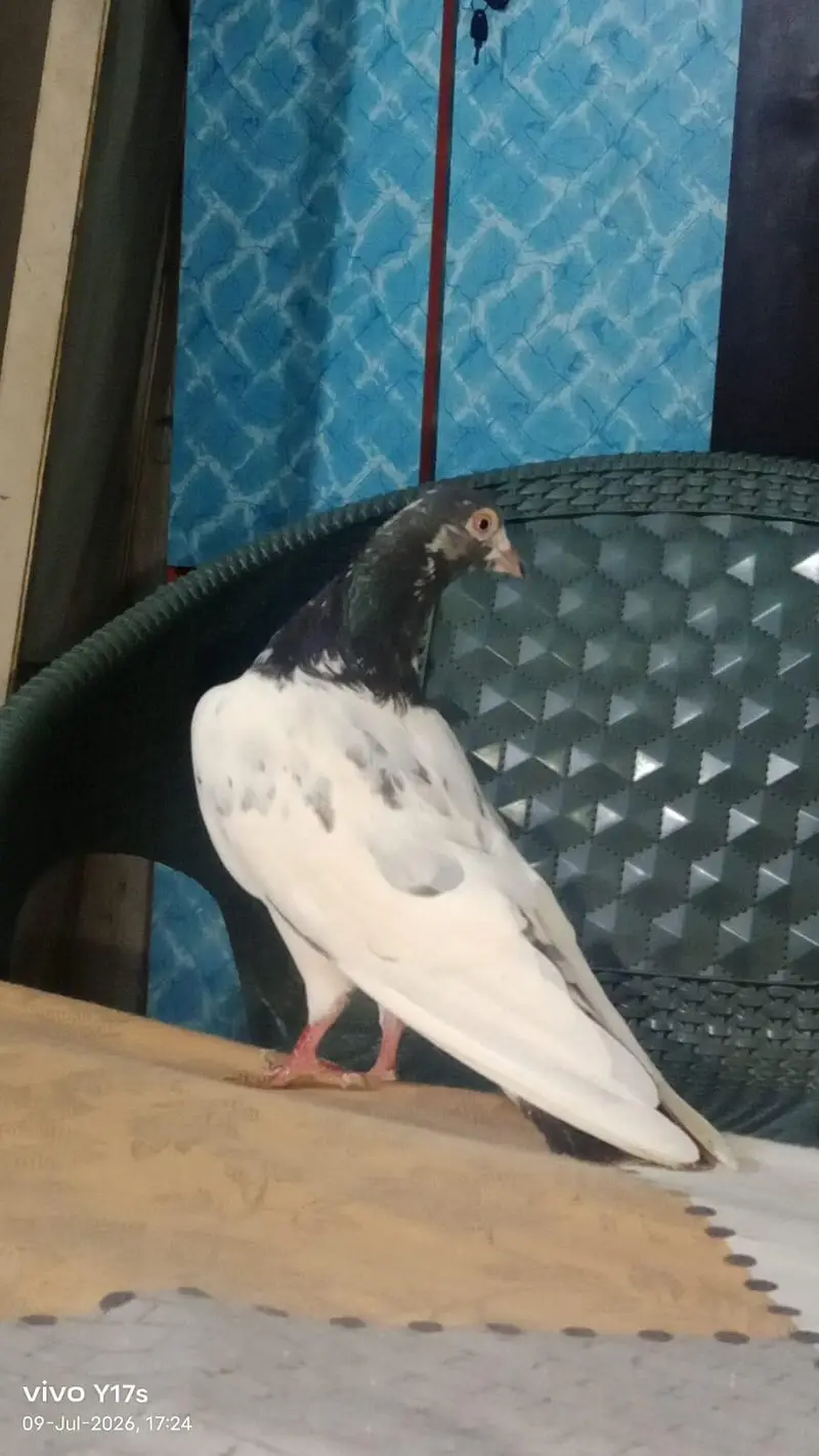 pigeon for sale — photo 3