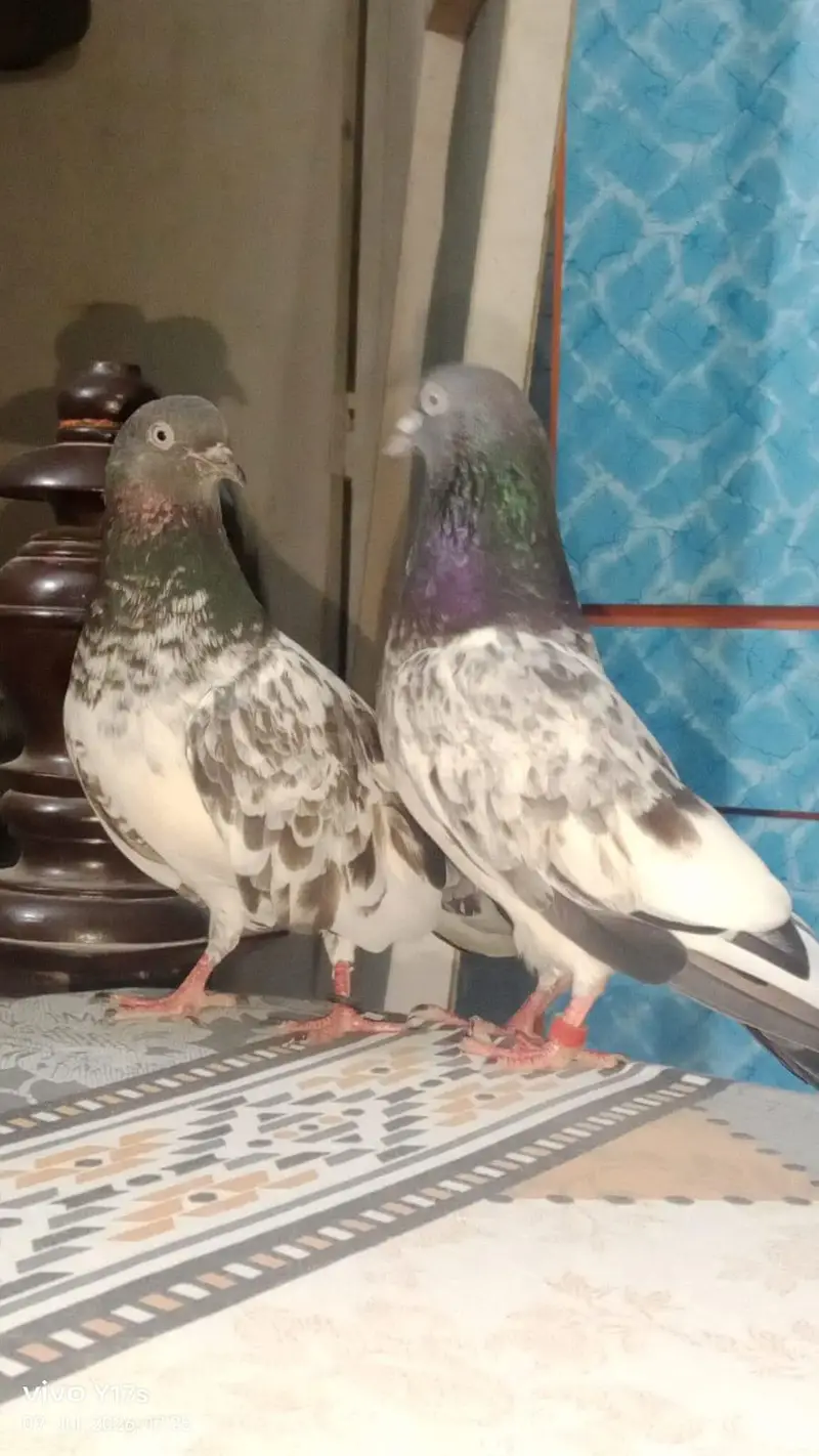 pigeon for sale — photo 4