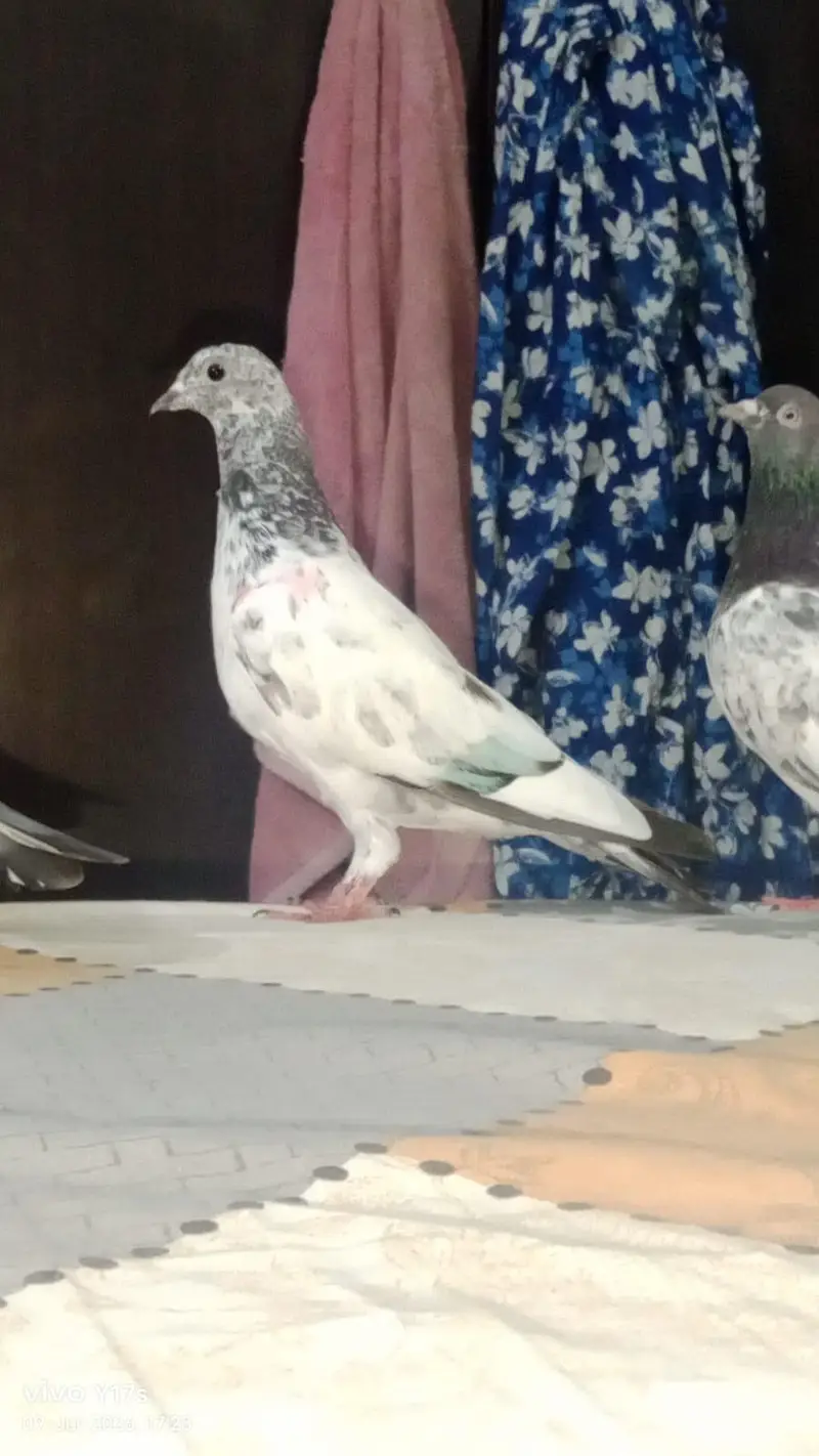 pigeon for sale — photo 5