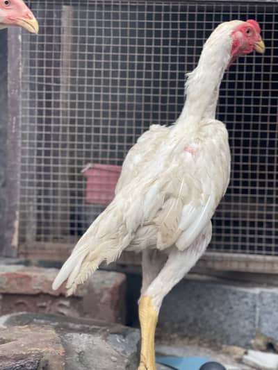 White Shamo pair