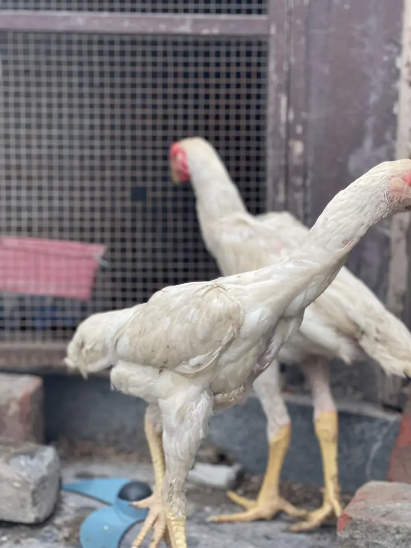 White Shamo pair — photo 2