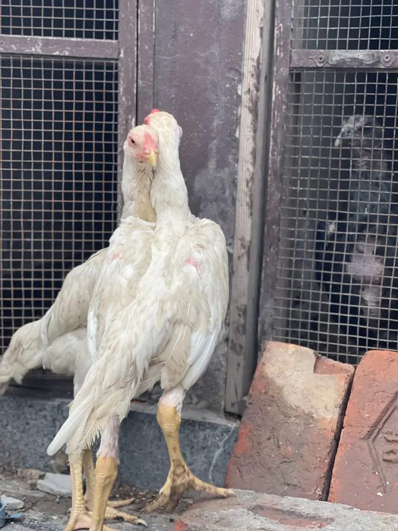 White Shamo pair — photo 4