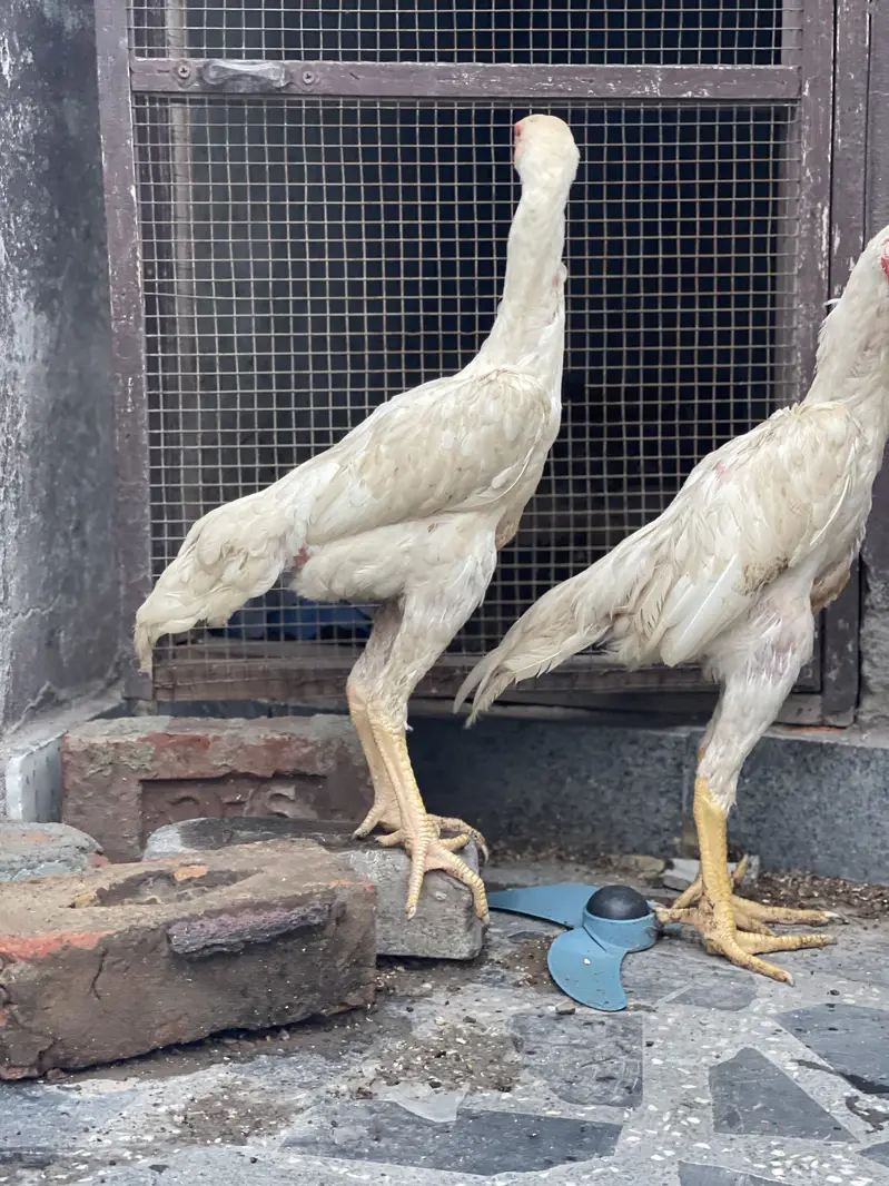 White Shamo pair — photo 5