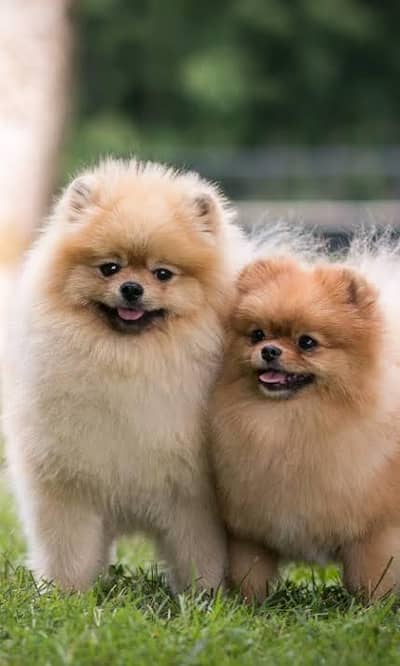 Pomeranian Pair Available for Sale
