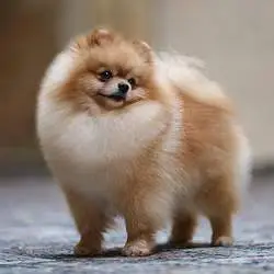 Pomeranian Pair Available for Sale — photo 2