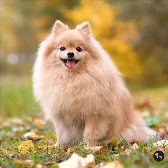 Pomeranian Pair Available for Sale — photo 3