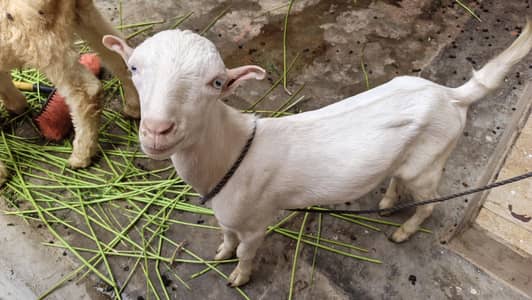 teddy bakra