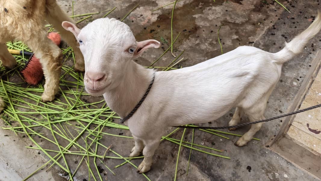 teddy bakra 0