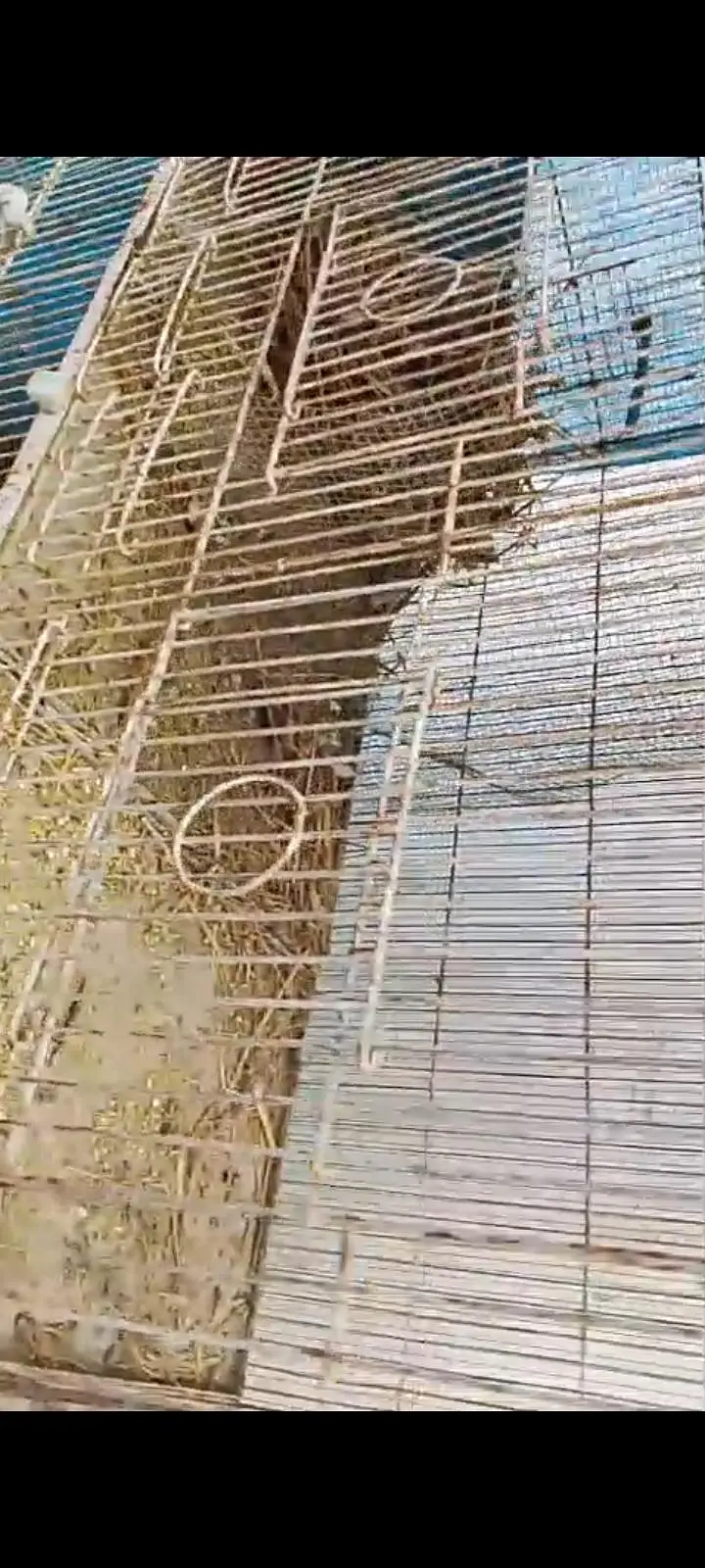 cage for urgent sale — photo 4