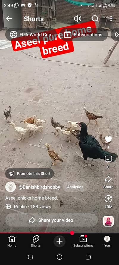 pure Aseel chicks