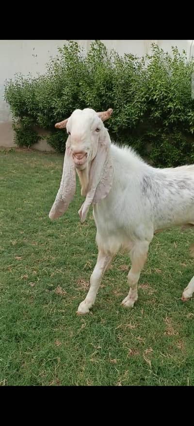 gulabi bakra 4 dant 03102067687