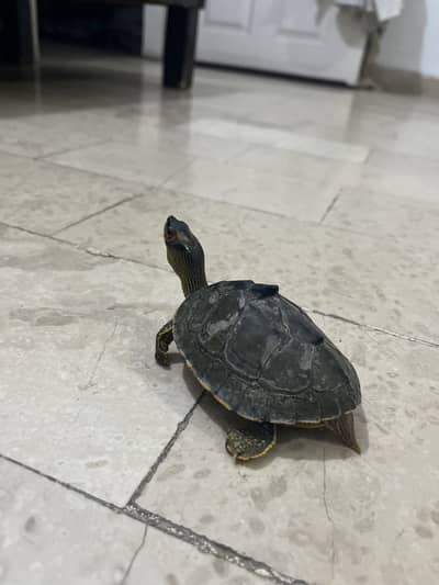 6 inches turtle
