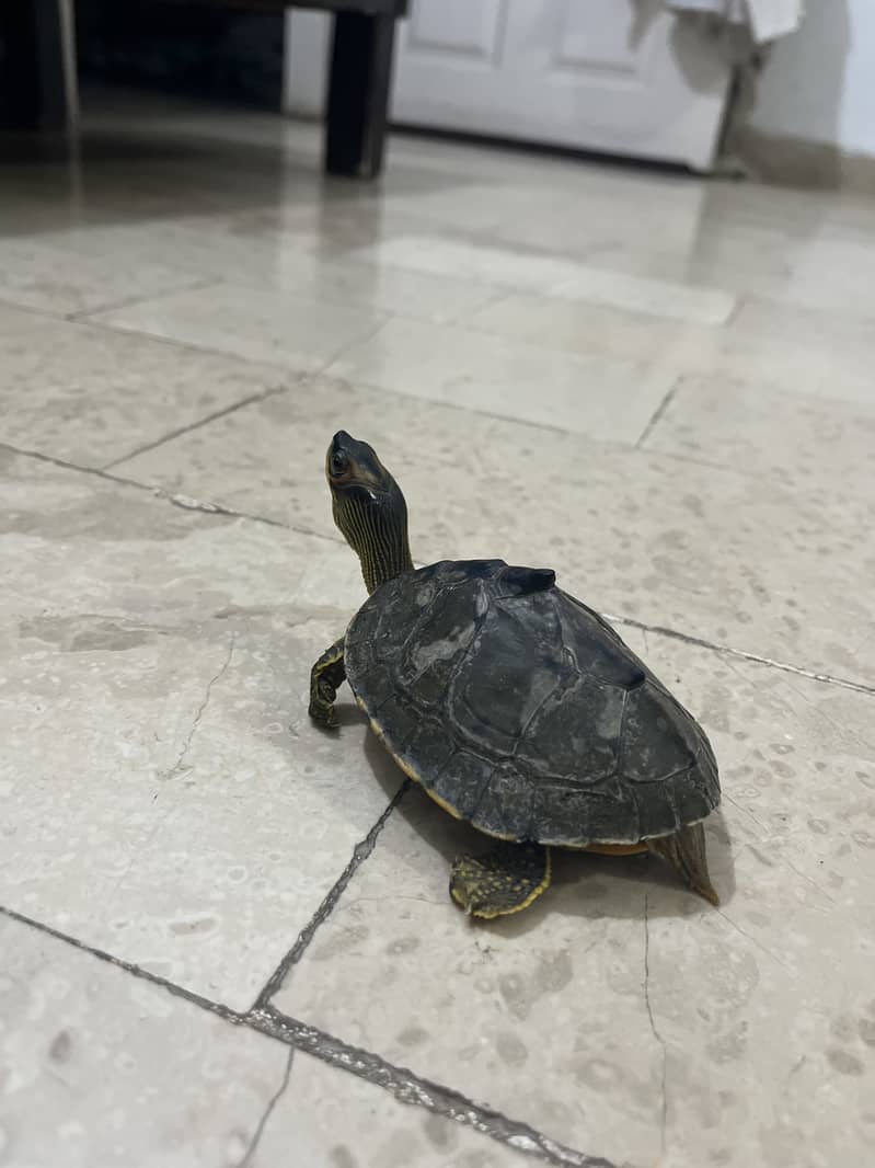 6 inches turtle 0