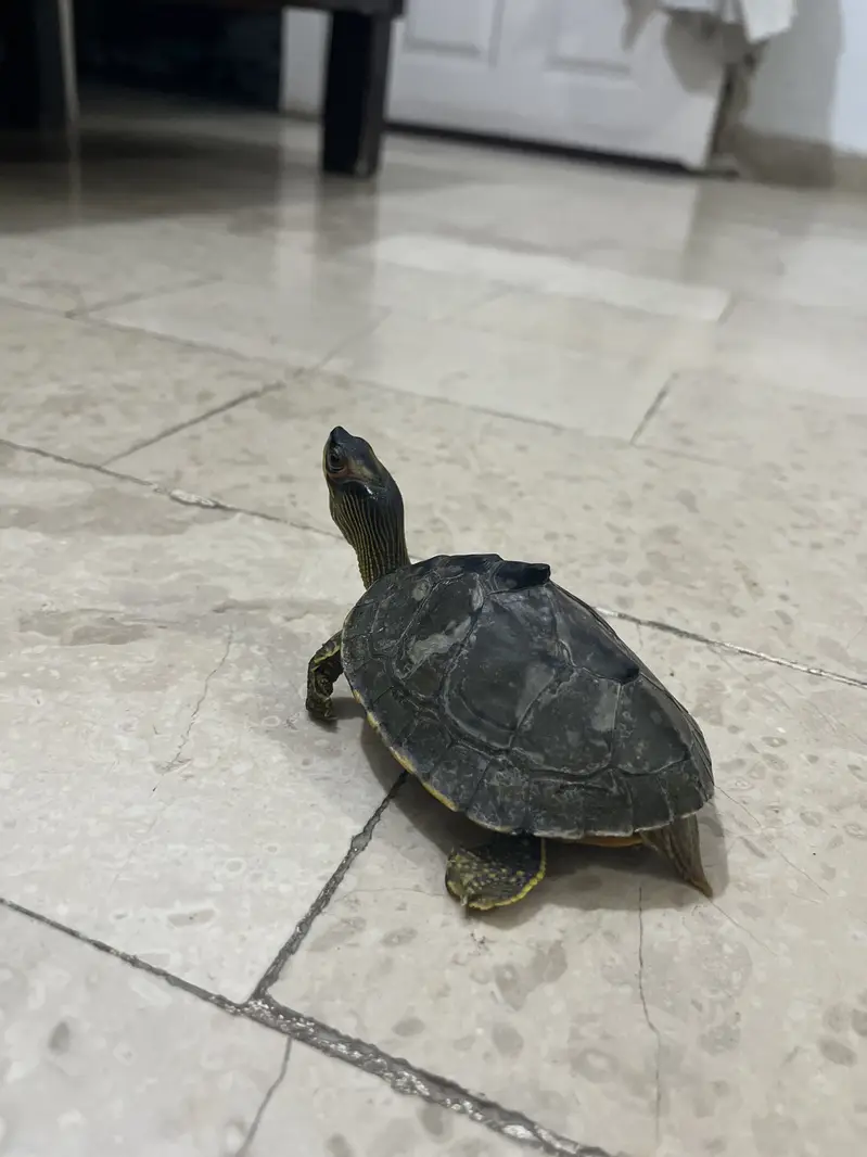 6 inches turtle