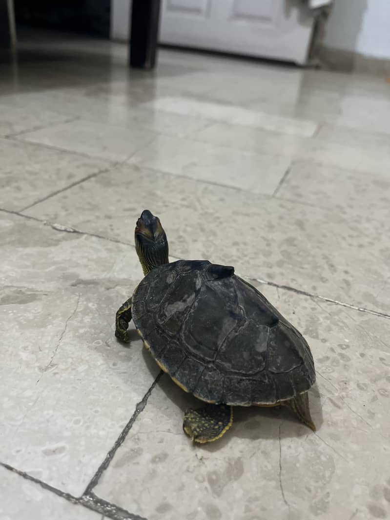 6 inches turtle 1