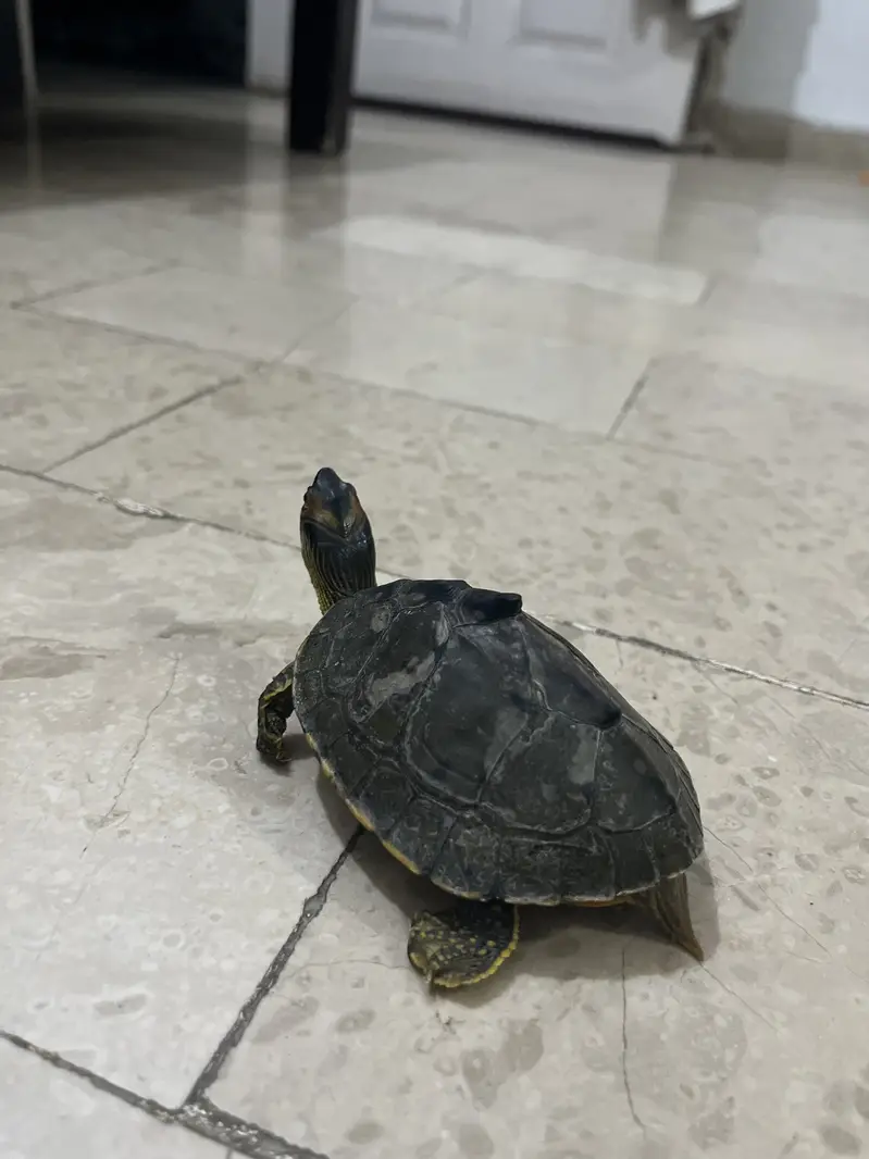 6 inches turtle — photo 2
