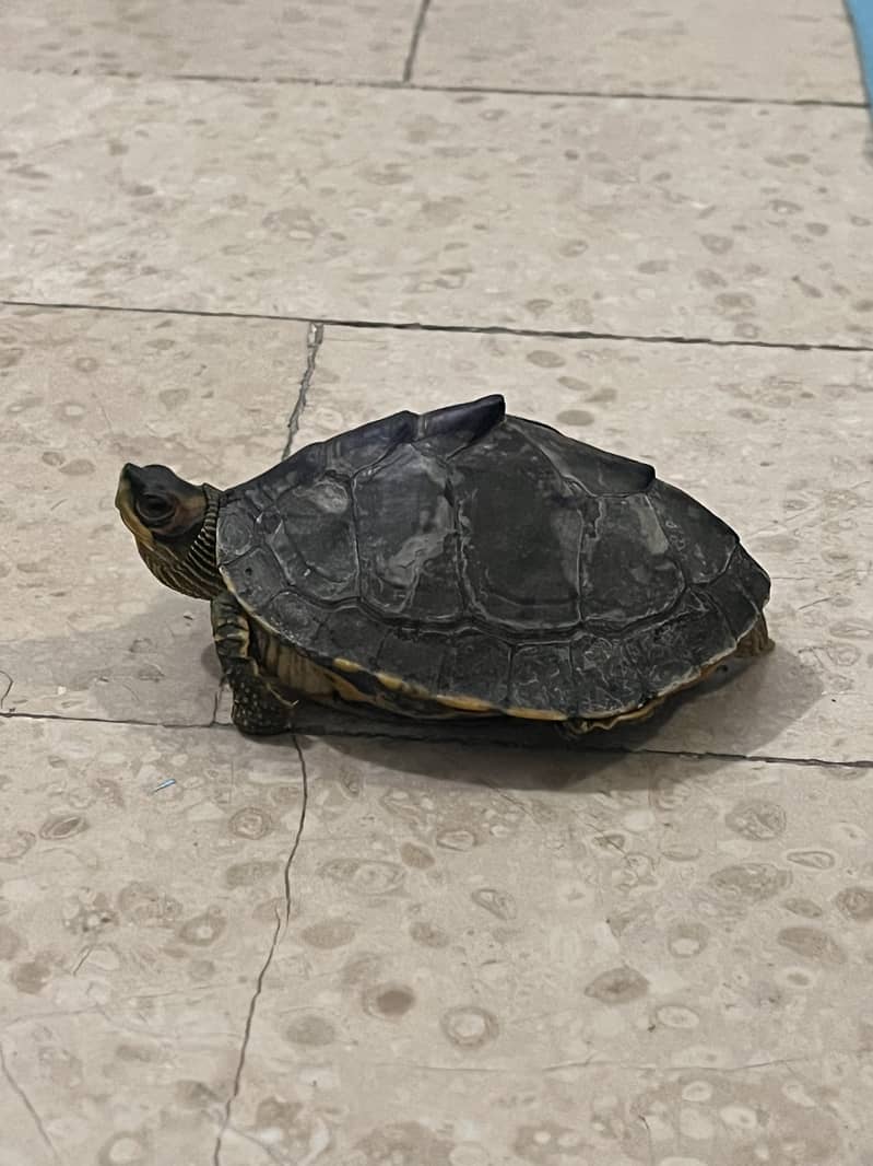 6 inches turtle 2