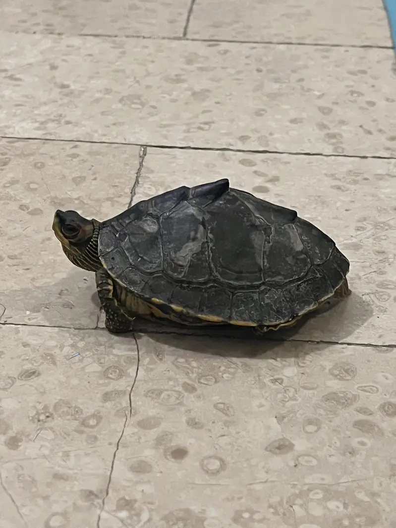 6 inches turtle — photo 3