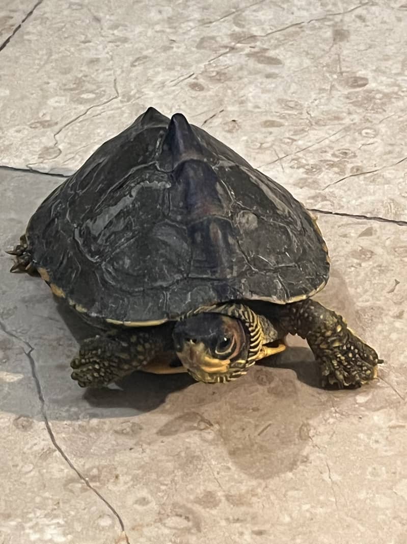 6 inches turtle 3