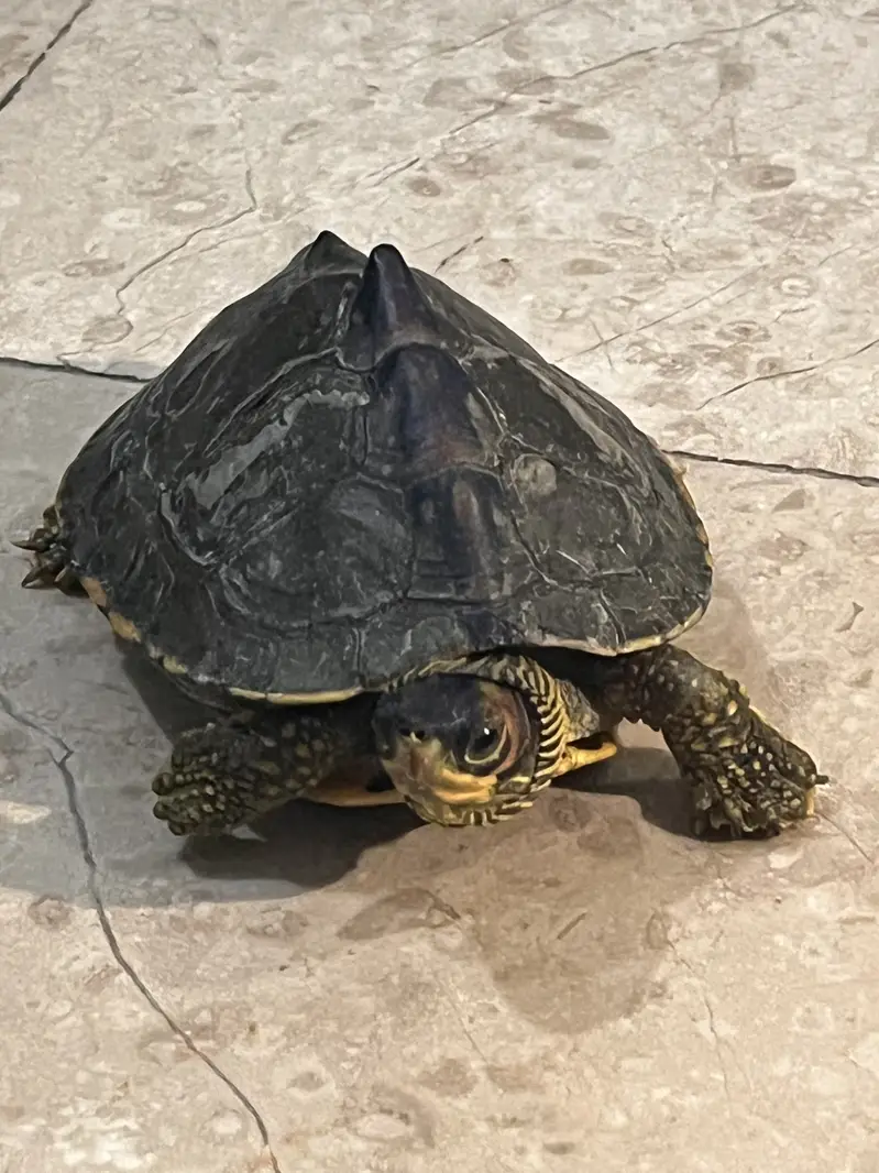6 inches turtle — photo 4