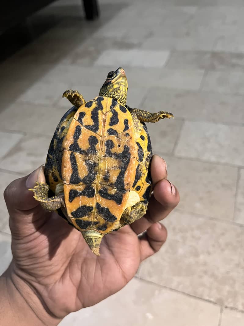 6 inches turtle 4