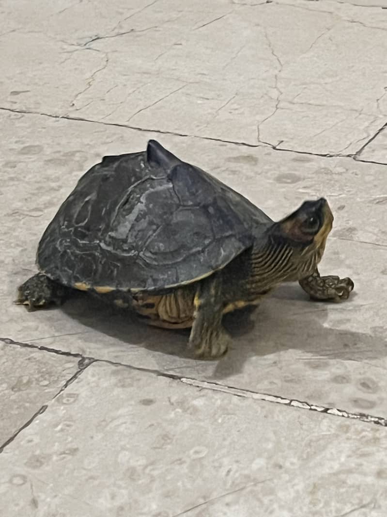 6 inches turtle 5