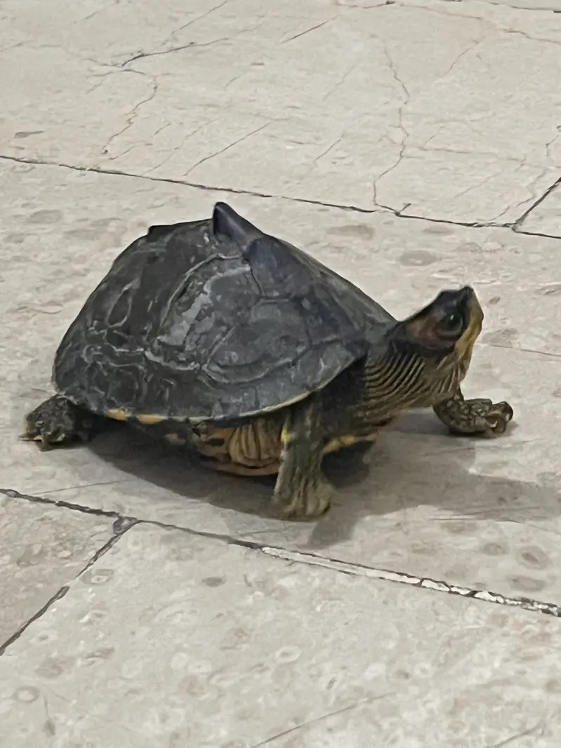 6 inches turtle — photo 6
