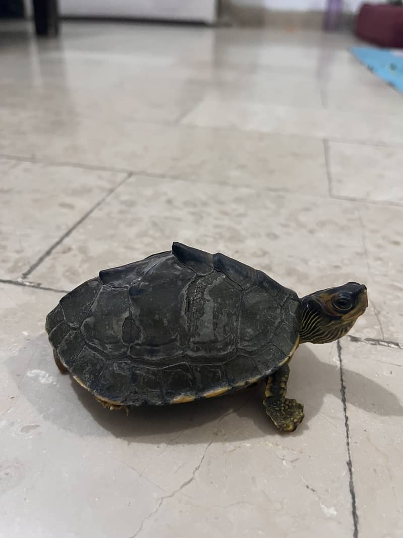 6 inches turtle 6