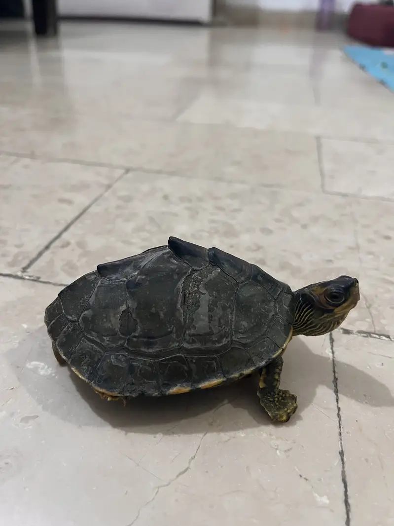 6 inches turtle — photo 7