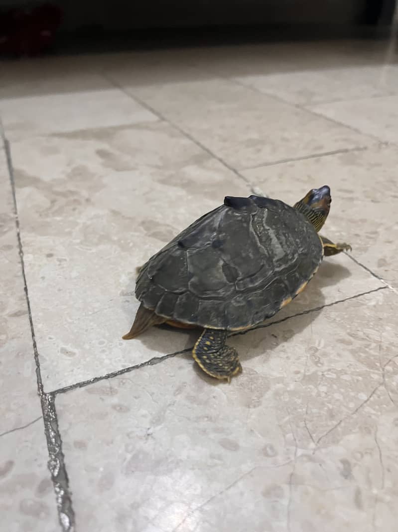 6 inches turtle 7