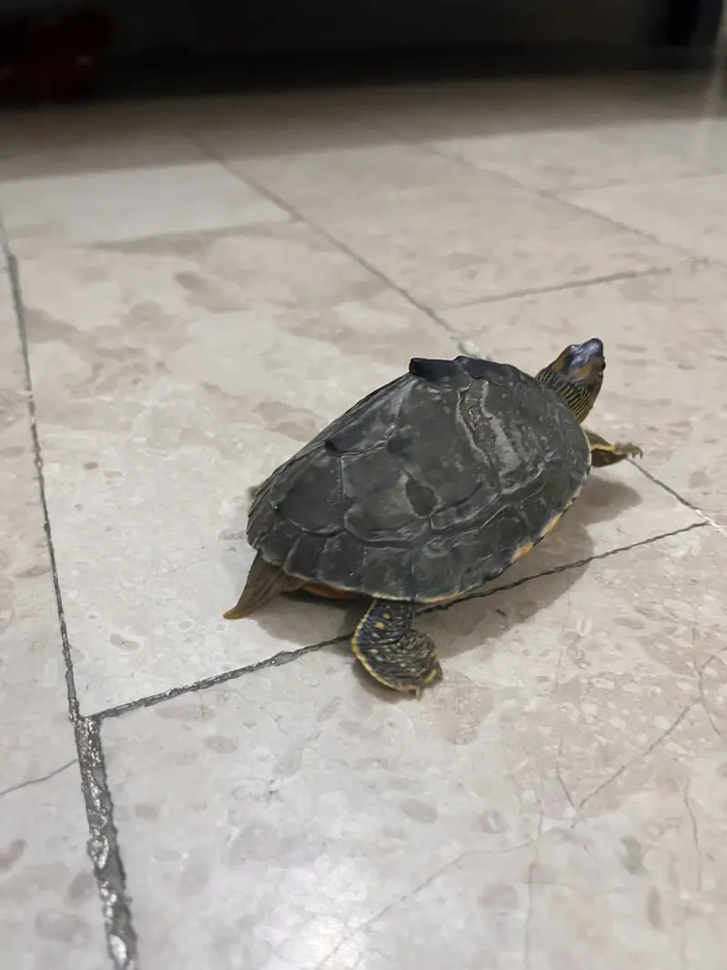 6 inches turtle — photo 8