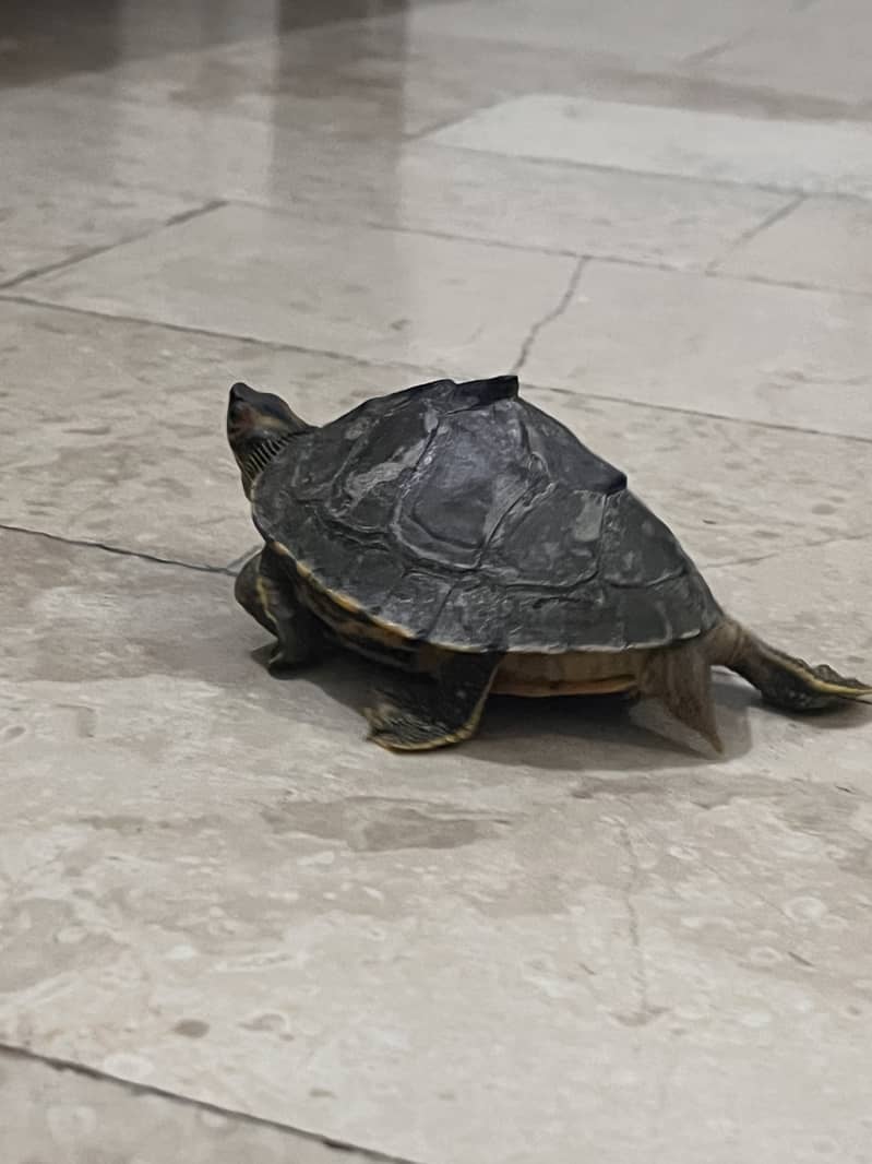 6 inches turtle 8