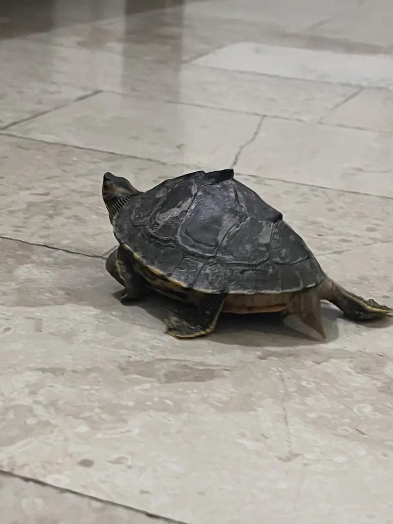 6 inches turtle — photo 9