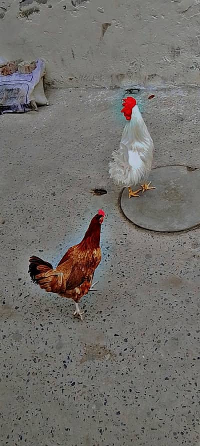 White Murga For Sale