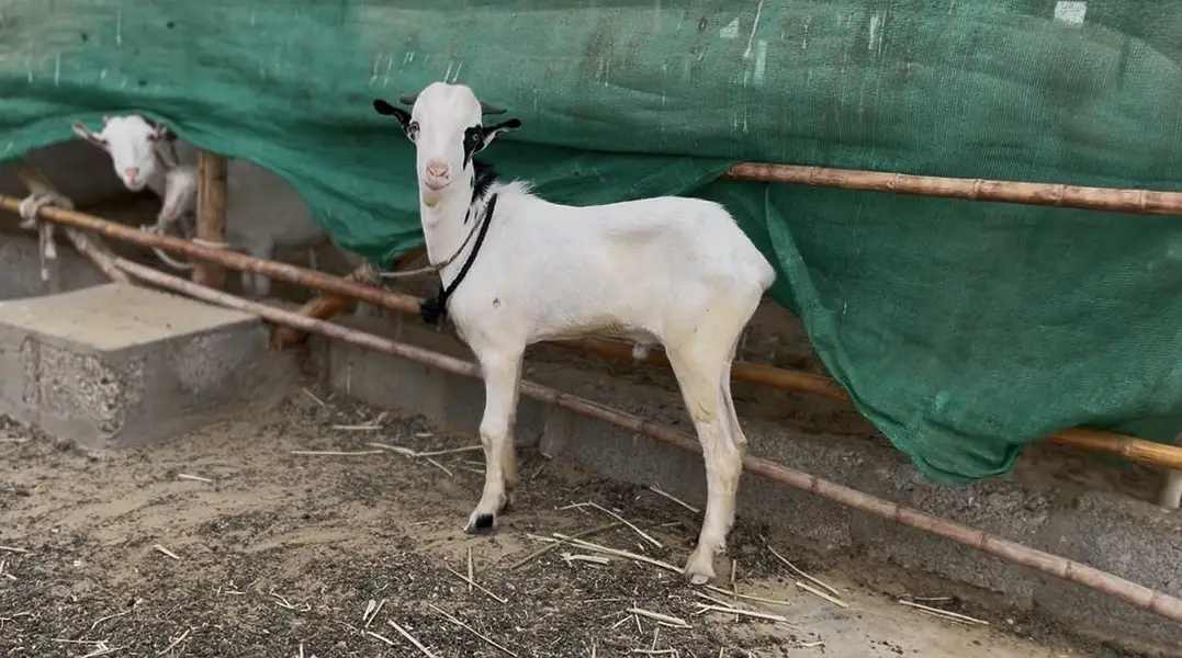 Tedda white eyes for sale