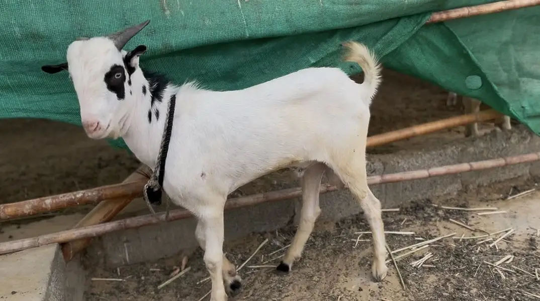 Tedda white eyes for sale — photo 2