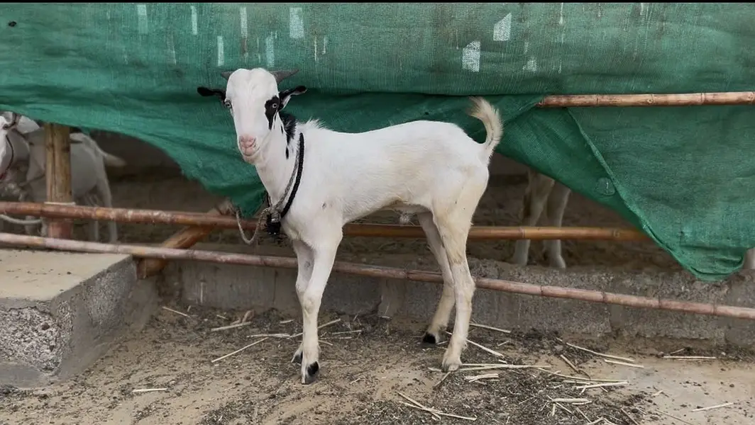 Tedda white eyes for sale — photo 3