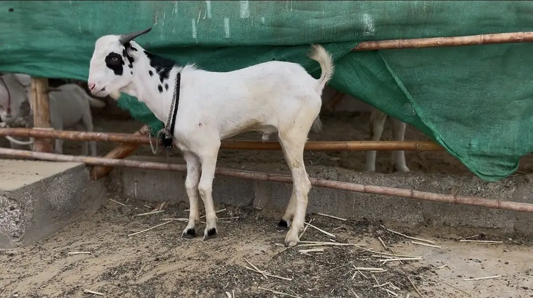 Tedda white eyes for sale — photo 4