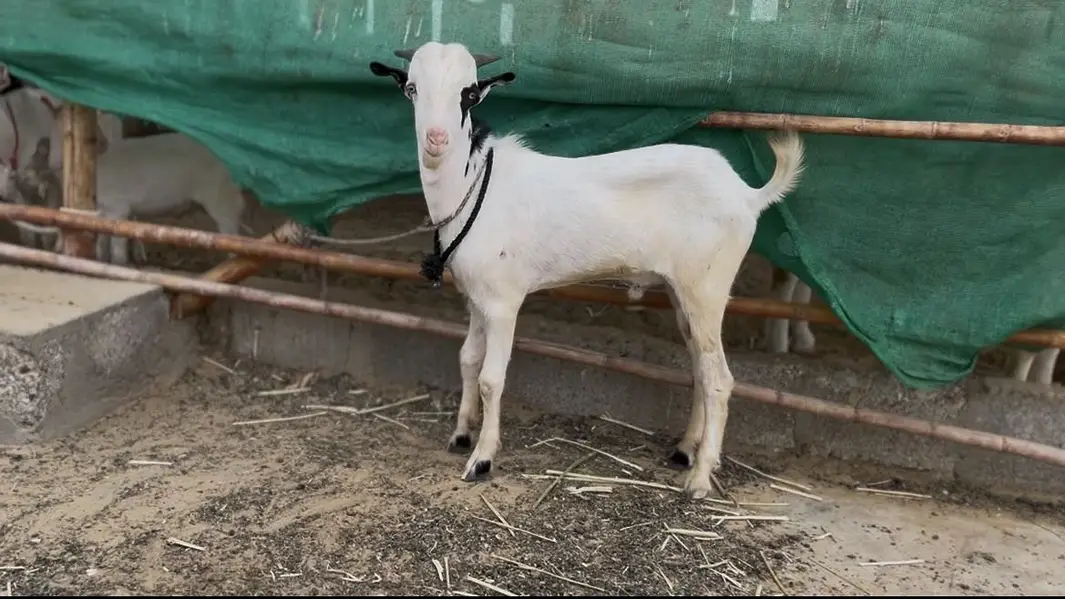 Tedda white eyes for sale — photo 5